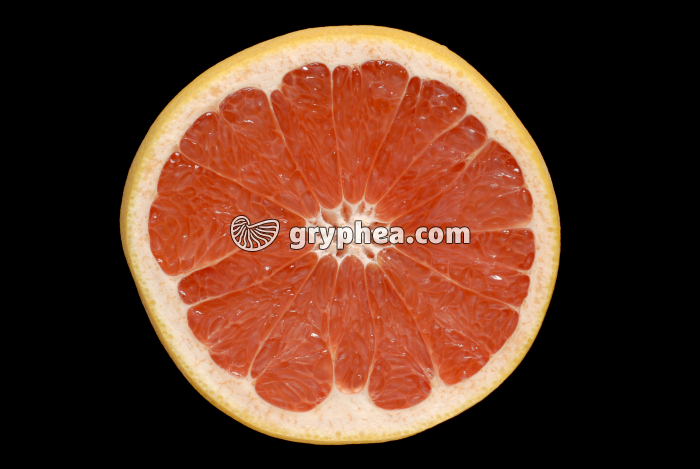 Pomelos rose CT (Citrus maxima × Citrus sinensis) - gryphea.org
